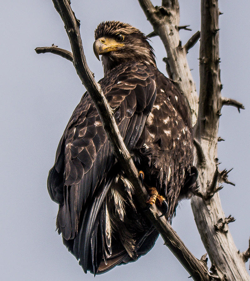 Bald Eagle Photograph - Juvenile Bald Eagle #2 by Will LaVigne