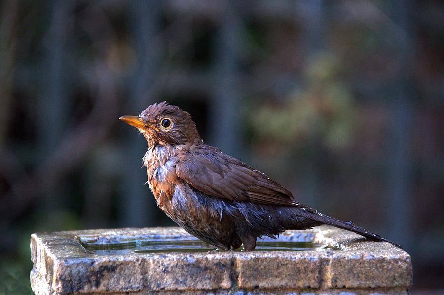 Juvenile Blackbird #2 Photograph by Chris Day