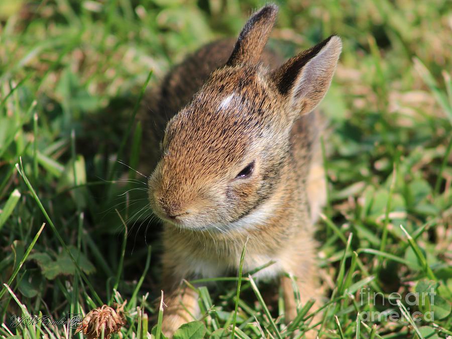 Juvenile Cotton-Tail Rabbit #2 Photograph by J McCombie