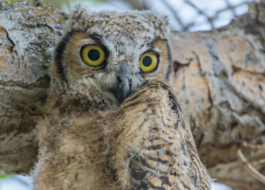 Juvenile Great Horned Owl #2 Photograph by Marc Crumpler