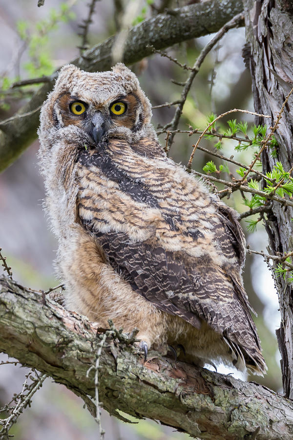 Juvenile Great Horned Owl #3 Photograph by Paul Schultz