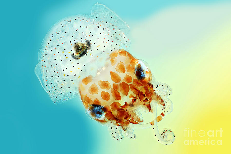 Juvenile Hawaiian Bobtail Squid #2 Photograph by Macroscopic Solutions