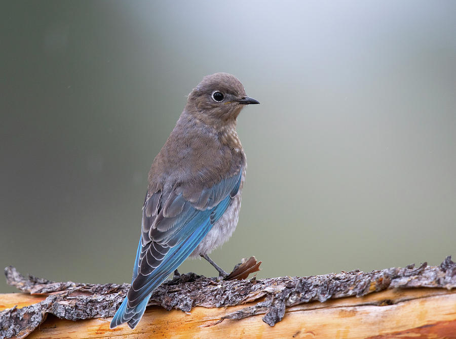 Bluebird Photograph - Juvenile Mountain Bluebird #2 by Doug Lloyd