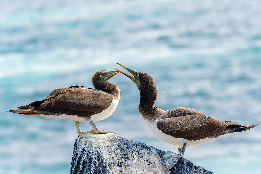 Juvenile Nazca Booby in Galapagos #2 Photograph by Marek Poplawski