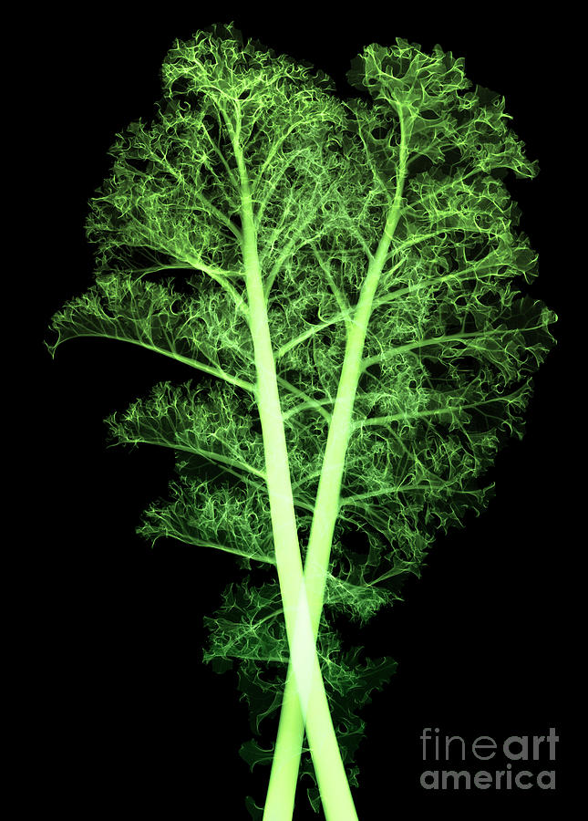 Nature Photograph - Kale, Brassica Oleracea, X-ray #2 by Ted Kinsman