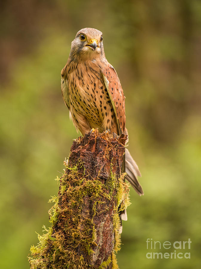 Kestrel Photograph by Keith Thorburn LRPS EFIAP CPAGB - Fine Art America