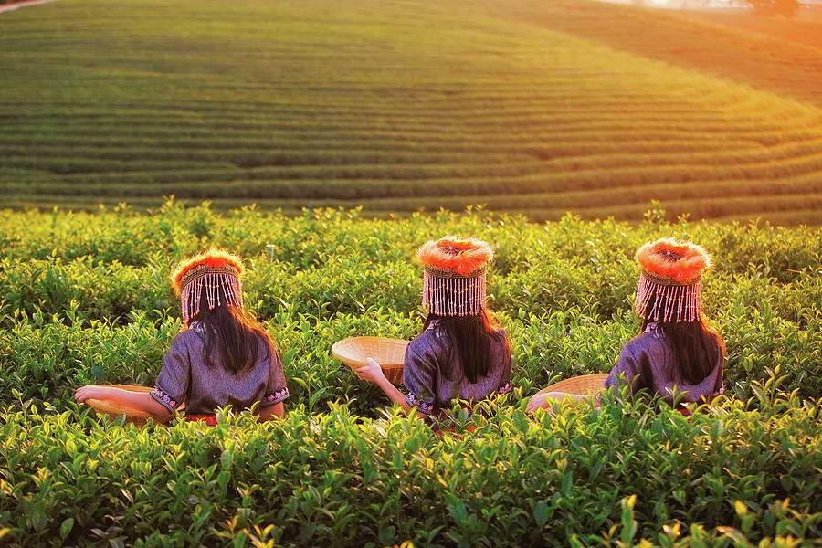 Kid and Green tea field in shui fong #2 Photograph by Anek Suwannaphoom