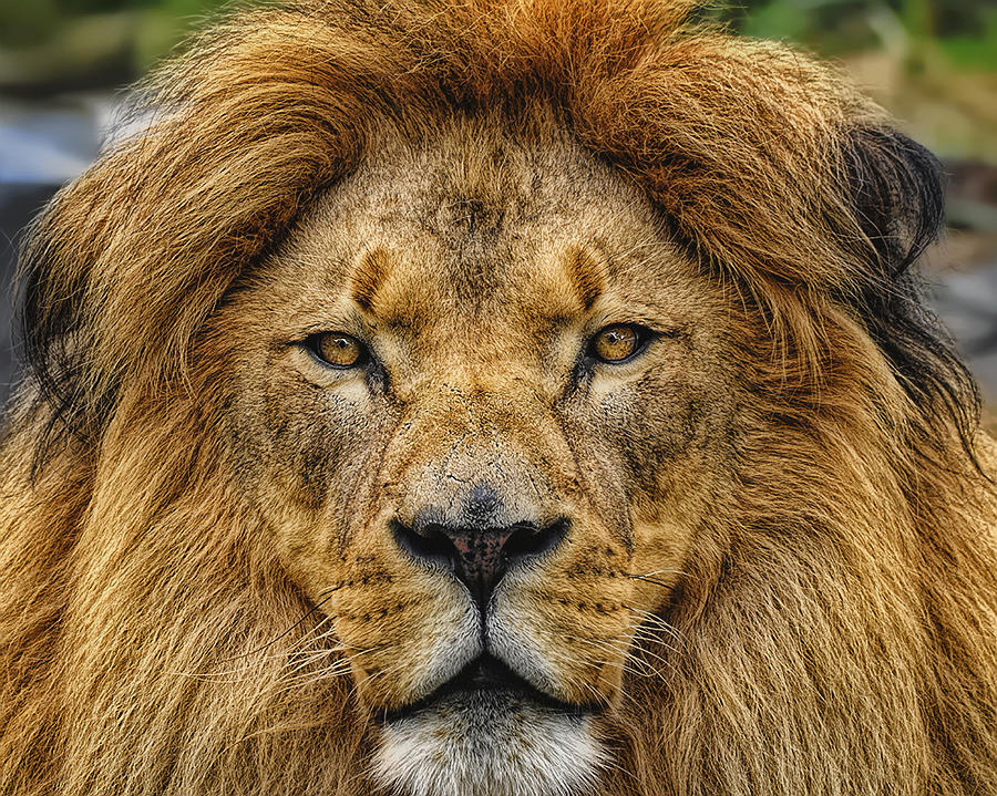 King of Beasts #2 Photograph by Bill Dodsworth