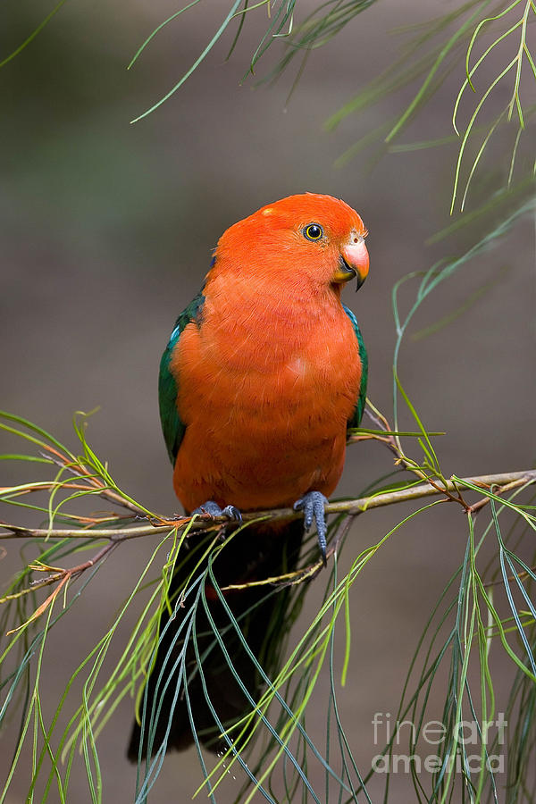 King Parrot #2 Photograph by B. G. Thomson