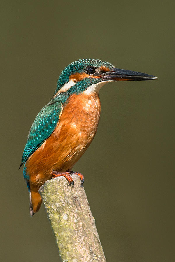 Kingfisher Photograph - Kingfisher #2 by Ian Hufton