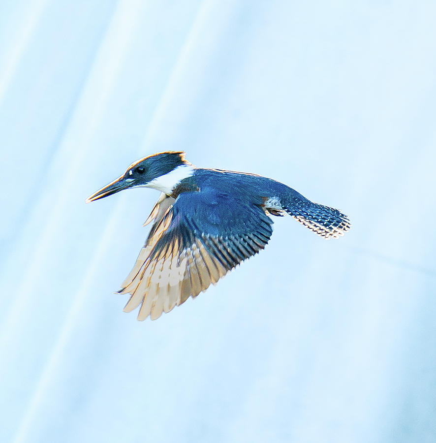 Kingfisher #2 Photograph by Jerry Cahill