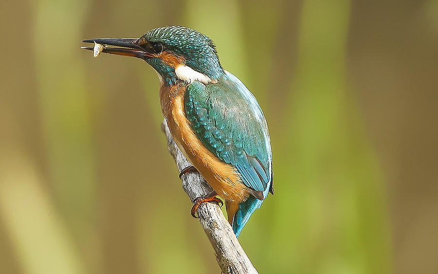 Kingfisher Photograph - Kingfisher #2 by Paul Neville