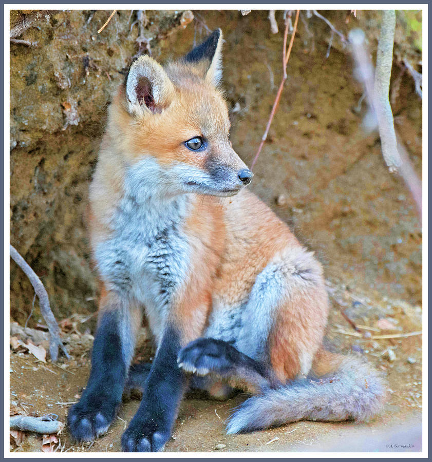 Kit Fox, Animal Portrait #3 Photograph by A Macarthur Gurmankin