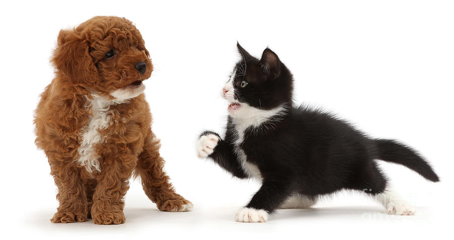 Kitten And F1 Toy Cavapoo Puppy #2 Photograph by Mark Taylor