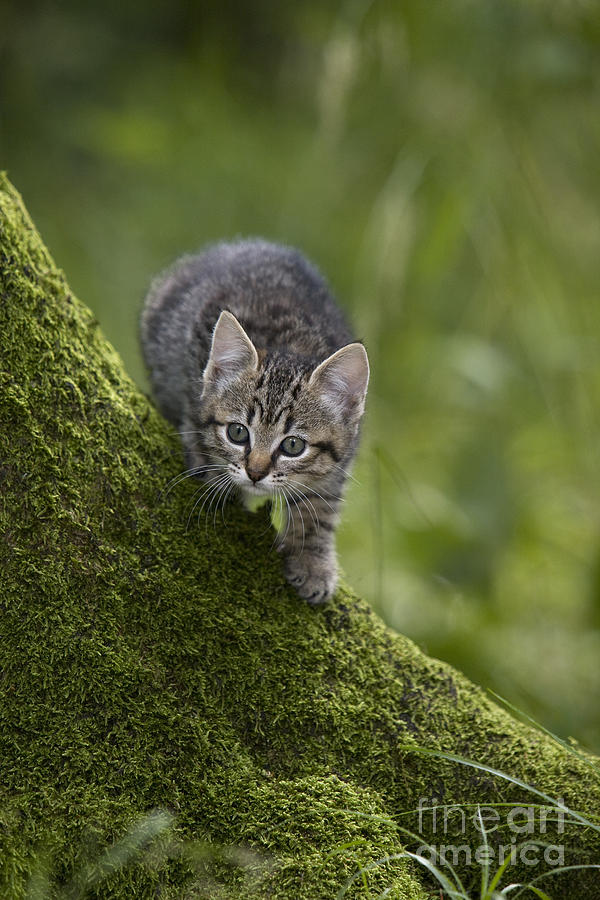 Cat Photograph - Kitten In A Mossy Tree #2 by Jean-Louis Klein & Marie-Luce Hubert