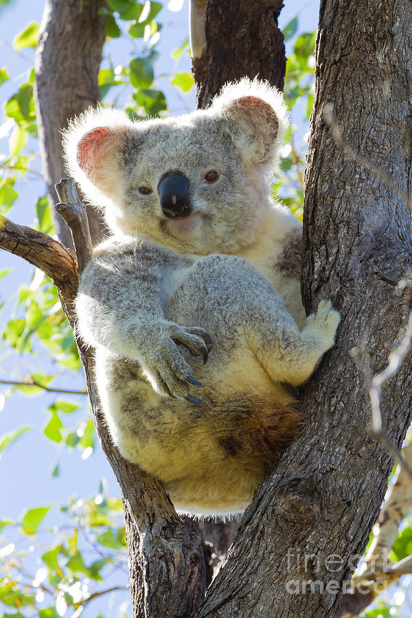 Хвост коалы. Квинслендский коала. Коала хвост. Мокрая коала. Куала или коала.