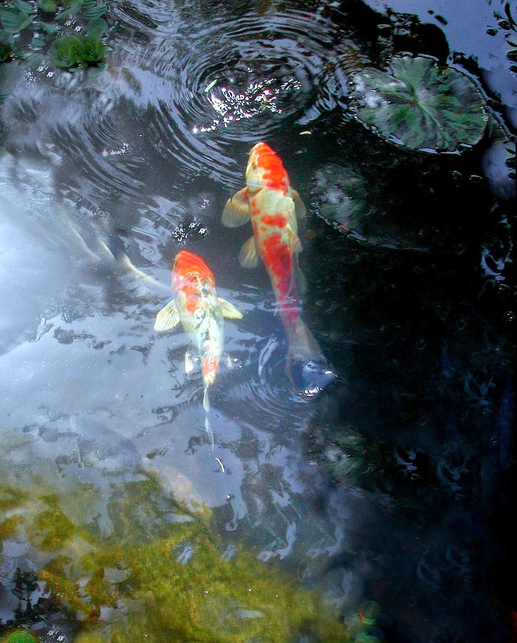 Koi Basking In The Summer Sun Photograph By Warren Birge 