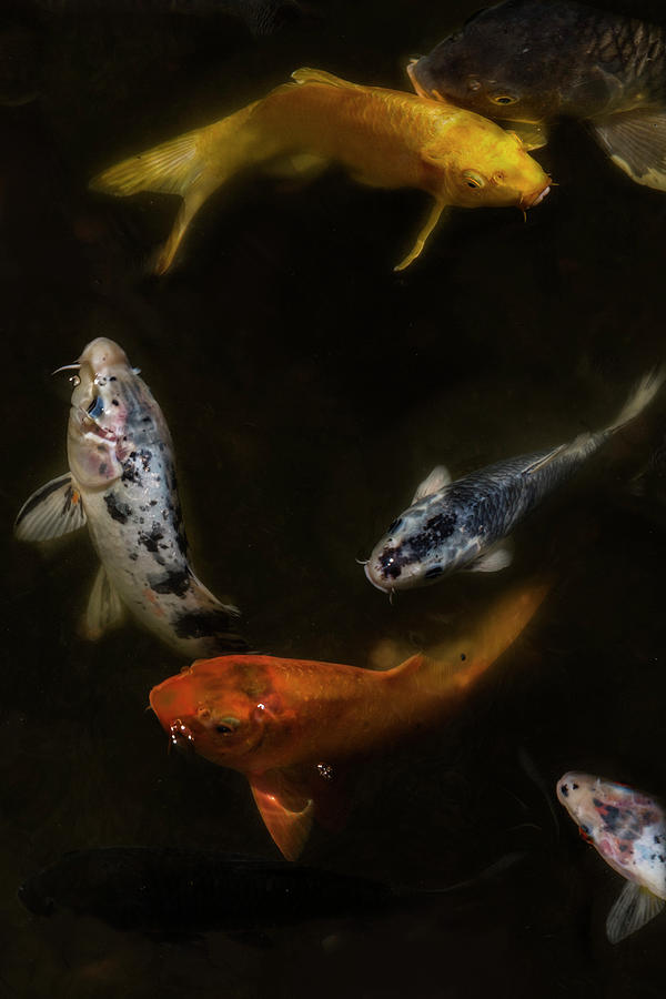 Fish Photograph - Koi Circle by Thomas Morris