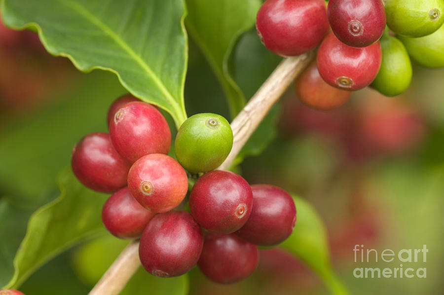 Kona Coffee Beans #2 Photograph by Inga Spence