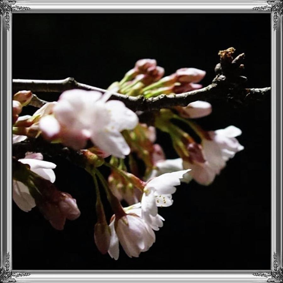 Cherryblossoms Photograph - Kyoto Maruyamapark
京都 #2 by M Y