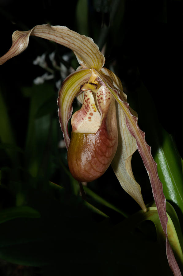 Lady Slipper Orchids #2 Digital Art by Carol Ailles
