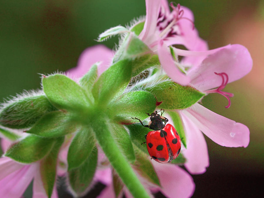 Ladybird #2 Photograph by Meir Ezrachi
