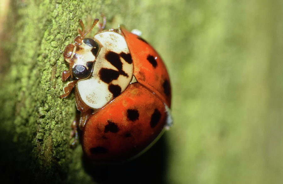 Asian Lady Beetle #1 Photograph by Larah McElroy