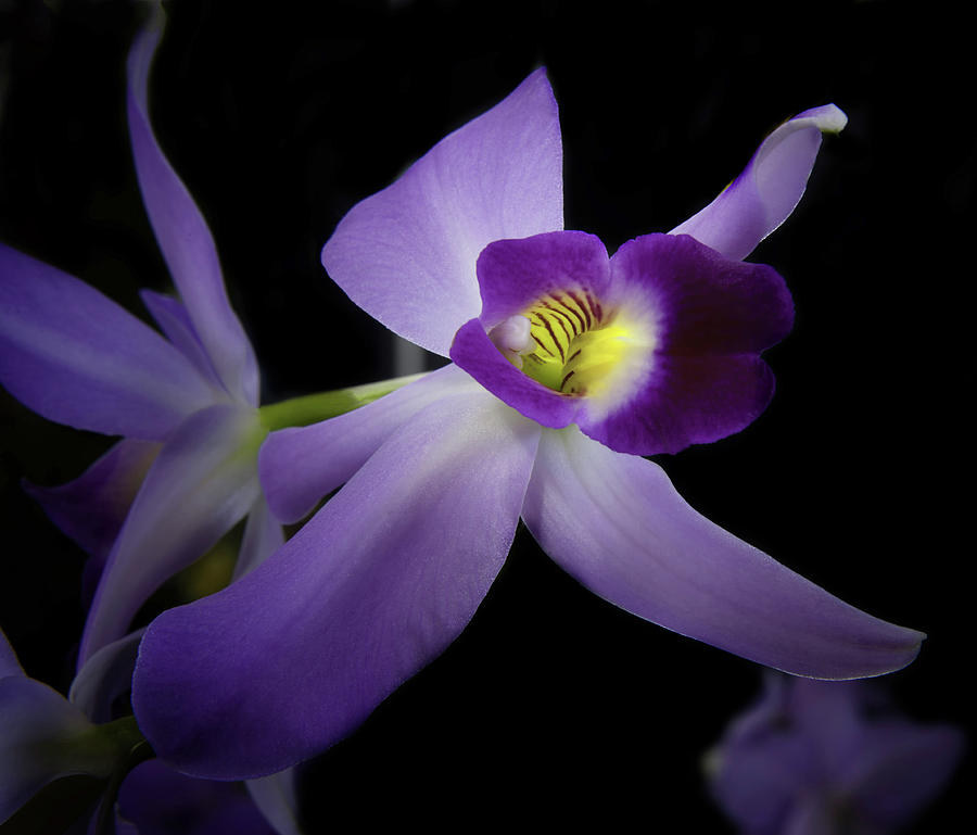 Laelia Anceps Orchids Photograph by Glenn Franco Simmons' Photos