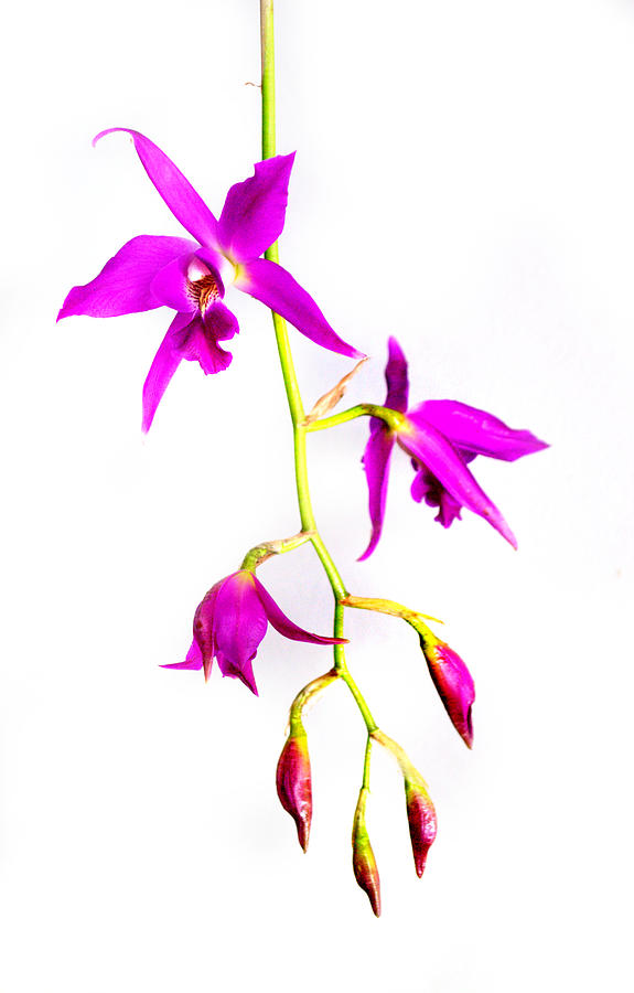 Laelia Orchid Flower #2 Photograph by Nathan Abbott