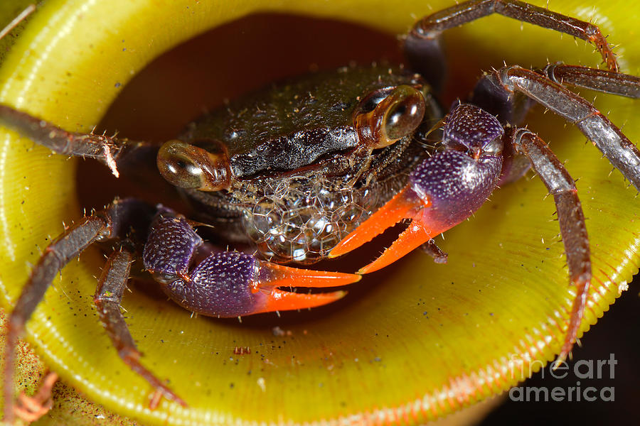 Land Crab Inside Pitcher Plant #2 Photograph by Francesco Tomasinelli