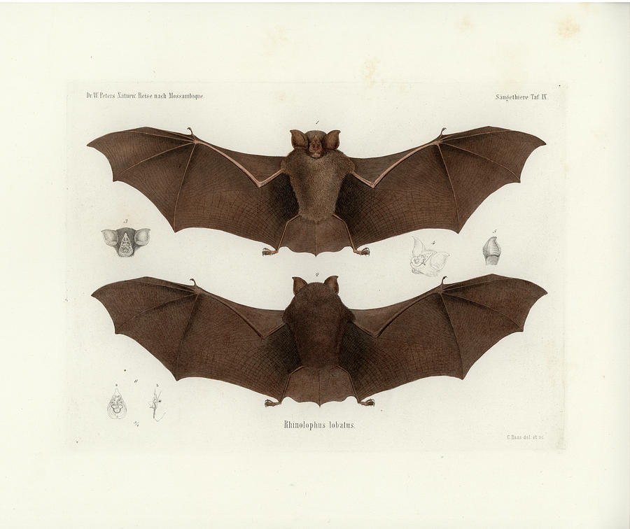 Landers Horseshoe Bat, Rhinolophus landeri Drawing by C H Haas