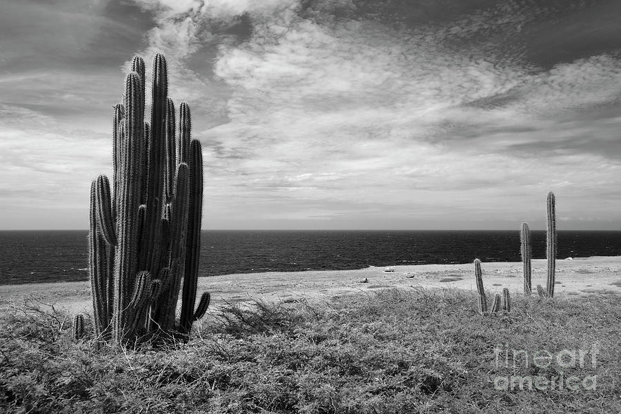 Landscape Bonaire Photograph by Vanessa D -
