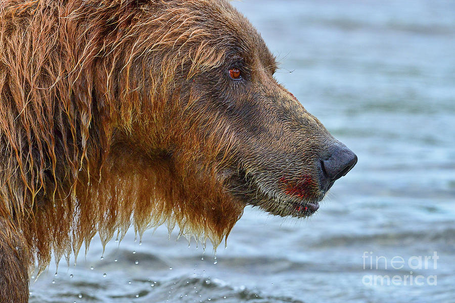 Large brown bear with telltale signs of salmon on his mouth #2 Photograph by Dan Friend