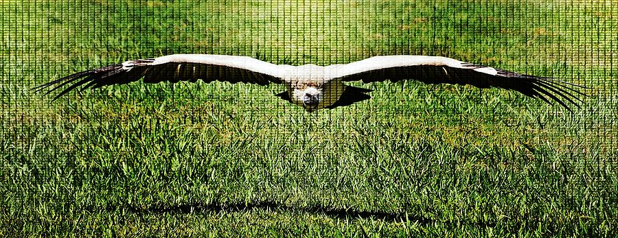 large Cape vulture #2 Photograph by Werner Lehmann