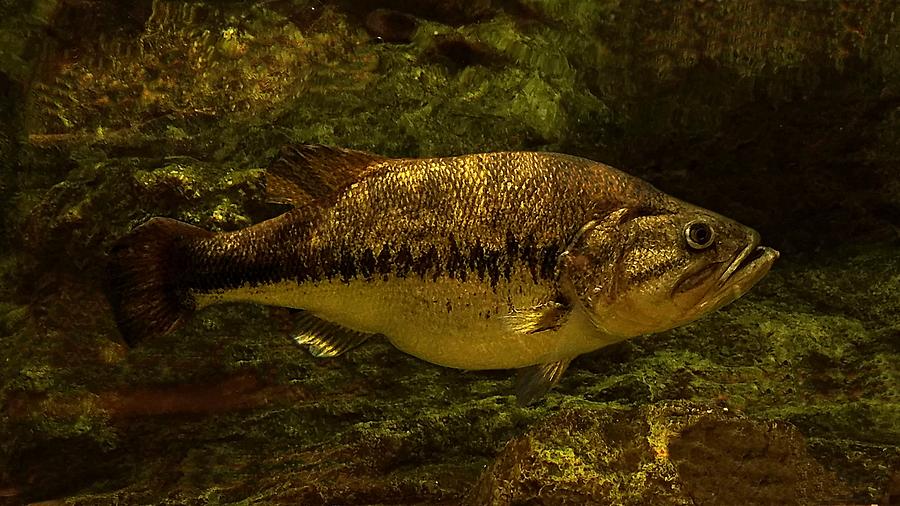 Largemouth Bass Photograph - Largemouth Bass #2 by Joe Duket