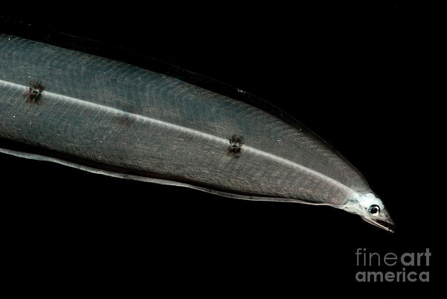 Larval Eel #2 Photograph by Dant Fenolio