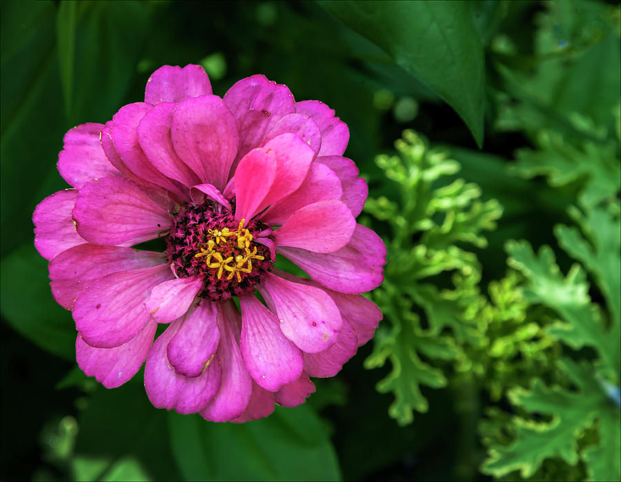 Late Summer Flower #2 Photograph by Robert Ullmann