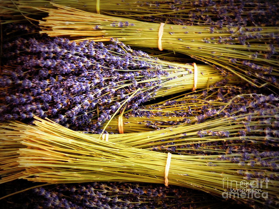 Flower Photograph - Lavender Bundles #2 by Lainie Wrightson