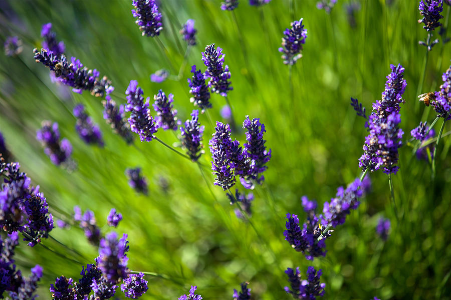 Lavender  #2 Photograph by Evgeny Vasenev