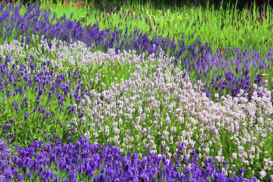 Lavender Field #2 Photograph by Kathy Bassett