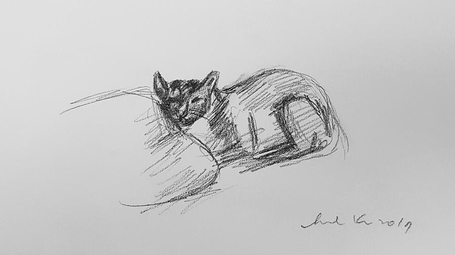 Lazy Cat #2 Drawing by Hae Kim
