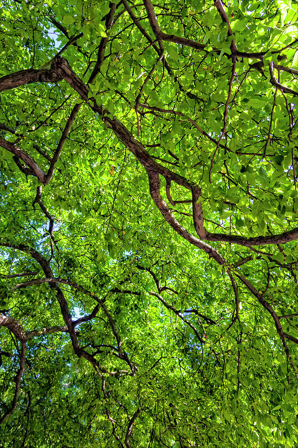 Leaf Canopy Photograph by Robert Ullmann - Fine Art America