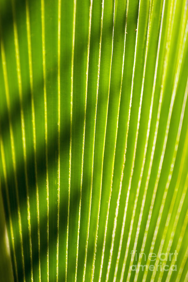 Cool Photograph - Leaf Close-Up #2 by Tomas del Amo - Printscapes