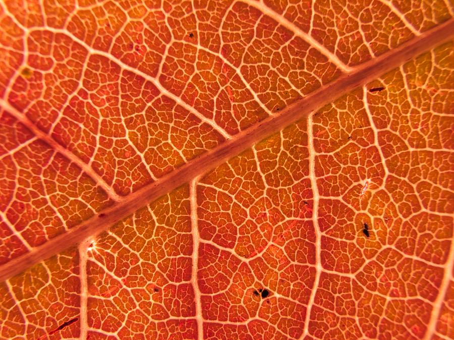 Leaf Veins Photograph by Martin Daly