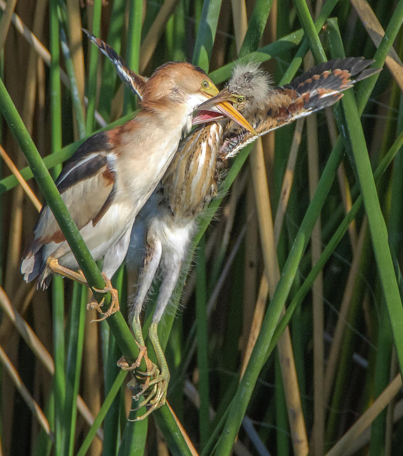 Least Bittern Adult and Juvenile #2 Photograph by Tam Ryan