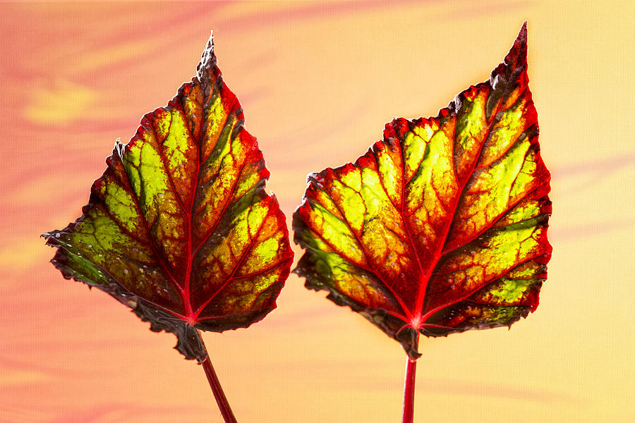 2 Leaves Floating On Light Photograph