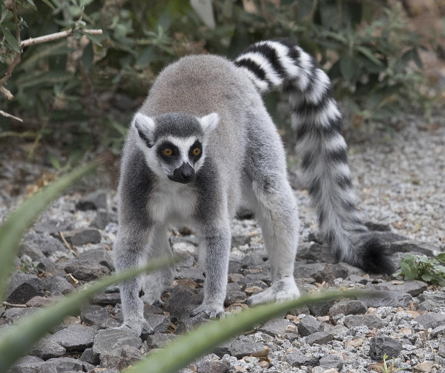 Lemur #2 Photograph by Masami Iida