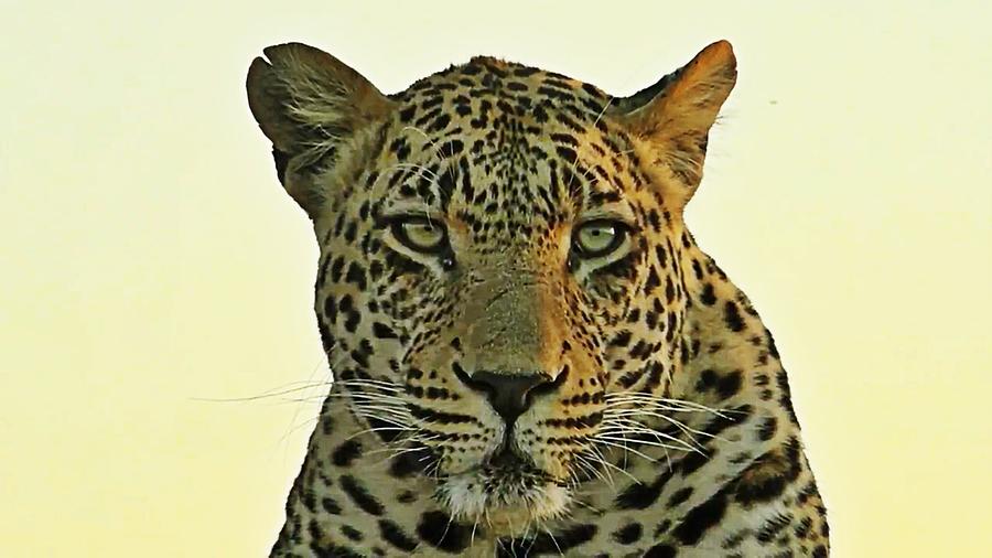 Leopard  #2 Photograph by Gini Moore