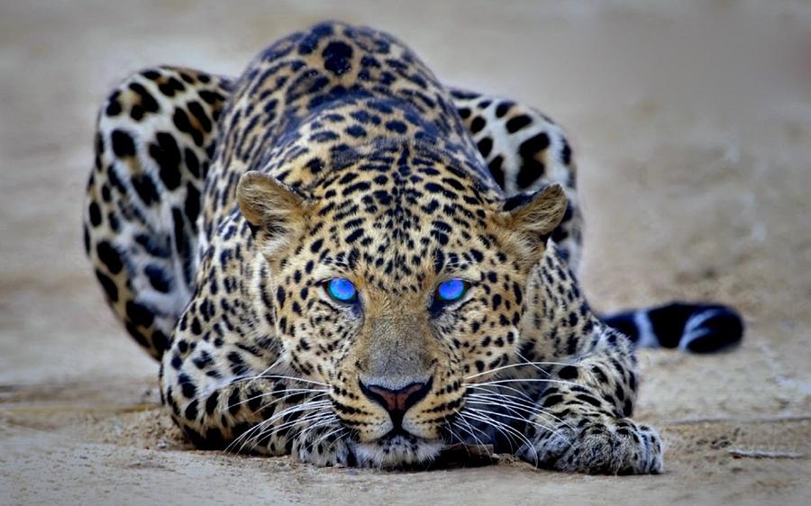 Wildlife Photograph - Leopard #2 by Jackie Russo