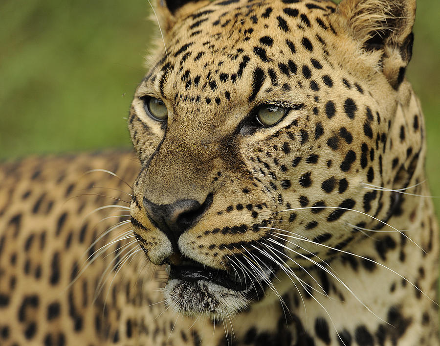 Leopard #2 Photograph by Keith Lovejoy
